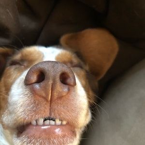 Meet your Posher, Oliver